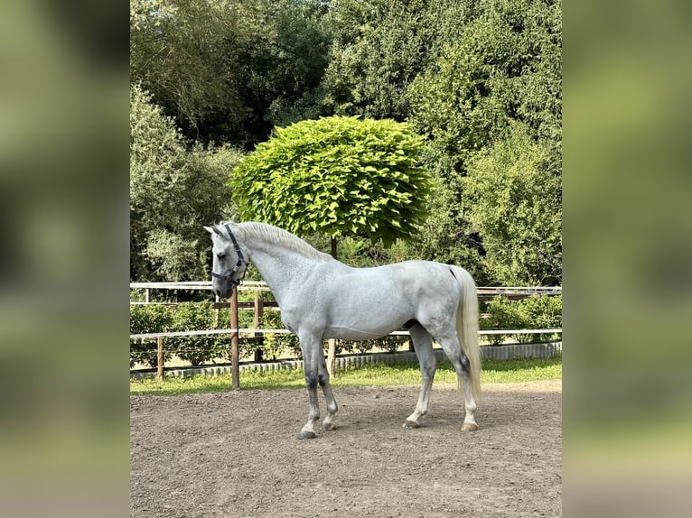 Oldenburger Springpferd Hengst 12 Jahre 164 cm Schimmel in Limburg an der Lahn