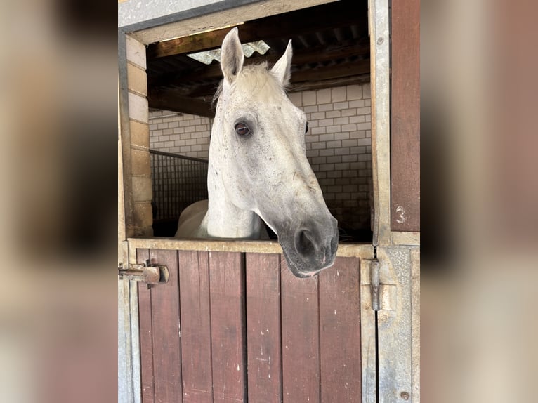 Oldenburger Springpferd Hengst 12 Jahre 164 cm Schimmel in Limburg an der Lahn