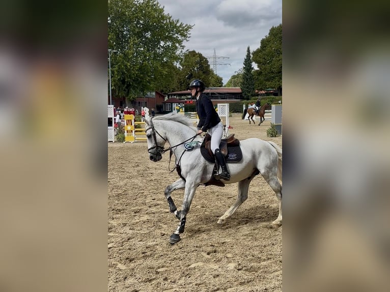 Oldenburger Springpferd Hengst 12 Jahre 164 cm Schimmel in Limburg an der Lahn