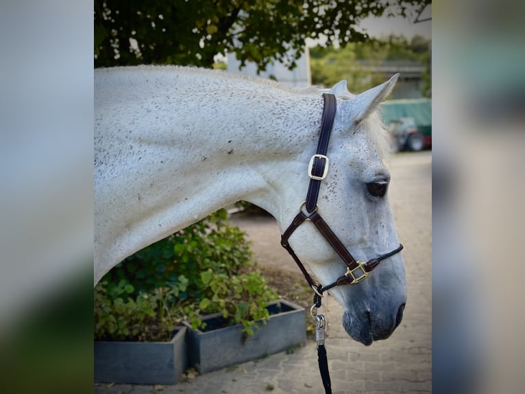 Oldenburger Springpferd Hengst 12 Jahre 164 cm Schimmel in Limburg an der Lahn