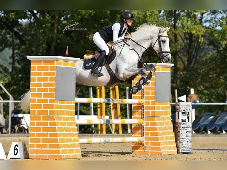 Oldenburger Springpferd Hengst 12 Jahre 164 cm Schimmel in Limburg an der Lahn