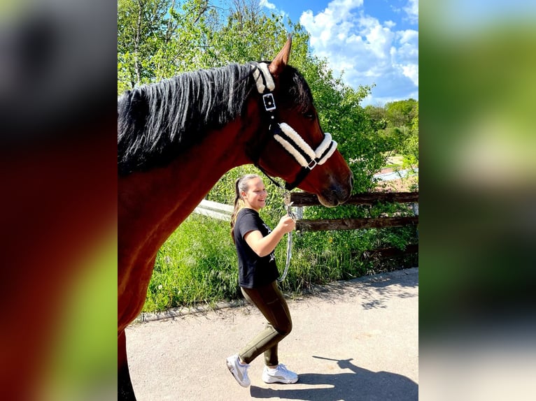 Oldenburger Springpferd Hengst 13 Jahre 172 cm Brauner in Quierschied Oldenburger Springpferd Hengst 13 Jahre 172 cm Brauner in Quierschied