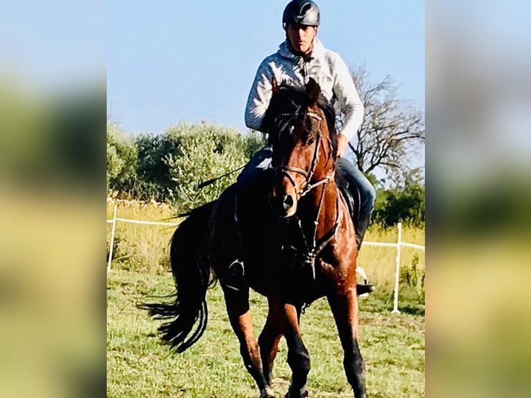 Oldenburger Springpferd Hengst 13 Jahre 172 cm Brauner in Quierschied Oldenburger Springpferd Hengst 13 Jahre 172 cm Brauner in Quierschied