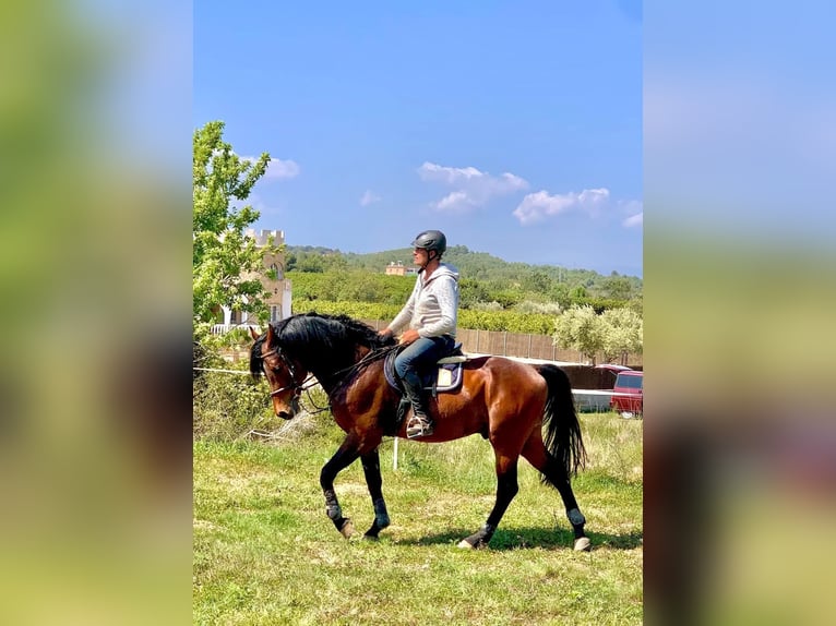 Oldenburger Springpferd Hengst 13 Jahre 172 cm Brauner in Quierschied Oldenburger Springpferd Hengst 13 Jahre 172 cm Brauner in Quierschied