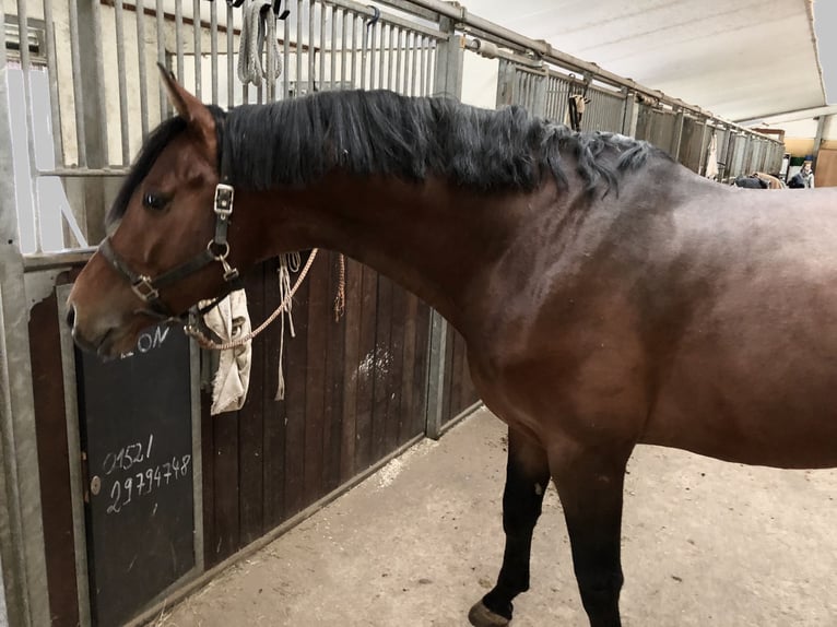 Oldenburger Springpferd Hengst 13 Jahre 172 cm Brauner in Quierschied Oldenburger Springpferd Hengst 13 Jahre 172 cm Brauner in Quierschied