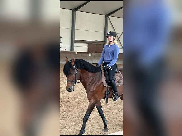 Oldenburger Springpferd Hengst 13 Jahre 172 cm Brauner in Quierschied Oldenburger Springpferd Hengst 13 Jahre 172 cm Brauner in Quierschied