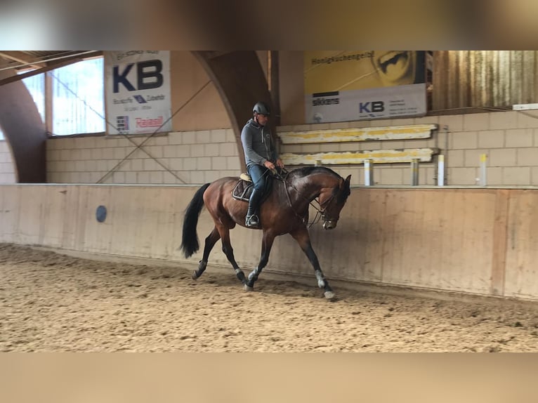Oldenburger Springpferd Hengst 13 Jahre 172 cm Brauner in Quierschied Oldenburger Springpferd Hengst 13 Jahre 172 cm Brauner in Quierschied