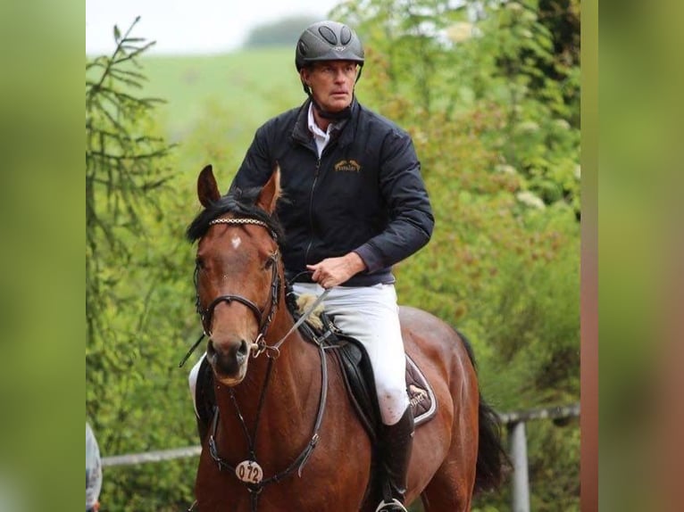 Oldenburger Springpferd Hengst 14 Jahre 172 cm Brauner in Quierschied