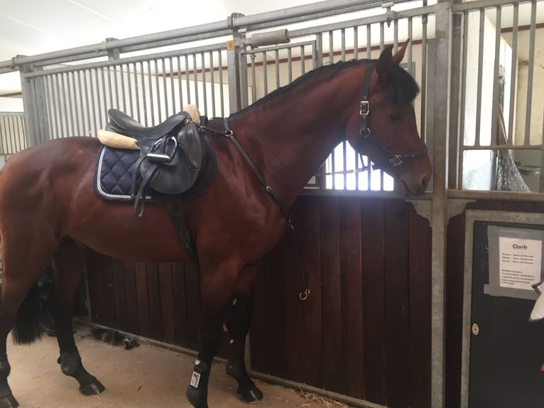 Oldenburger Springpferd Hengst 14 Jahre 172 cm Brauner in Quierschied