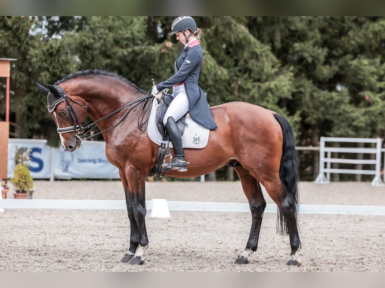 Oldenburger Springpferd Hengst 14 Jahre 172 cm Rotbrauner in Prague