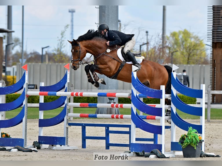 Oldenburger Springpferd Hengst 15 Jahre 172 cm Rotbrauner in Prague