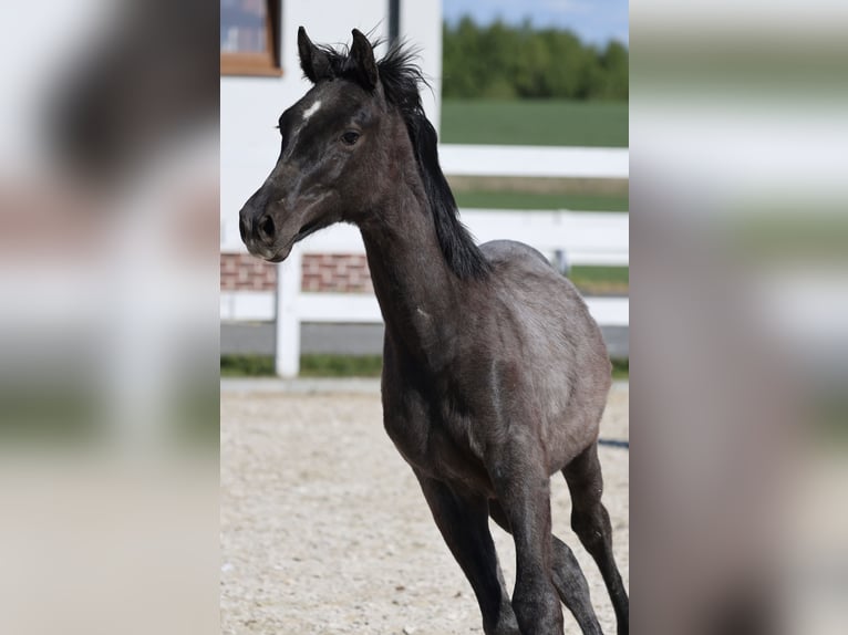 Oldenburger Springpferd Hengst 1 Jahr 143 cm in Kolobrzeg