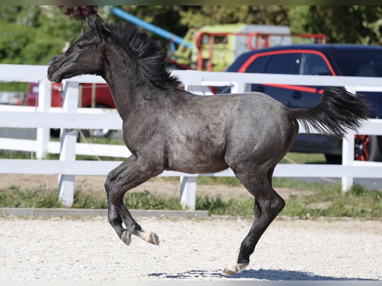 Oldenburger Springpferd Hengst 1 Jahr 143 cm in Kolobrzeg