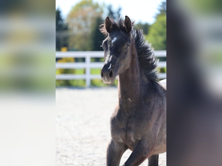 Oldenburger Springpferd Hengst 1 Jahr 143 cm in Kolobrzeg