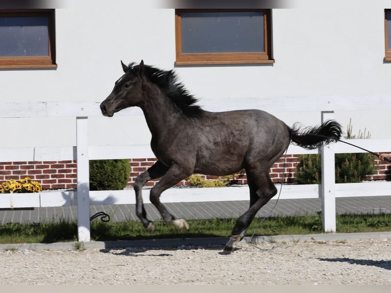 Oldenburger Springpferd Hengst 1 Jahr 143 cm in Kolobrzeg