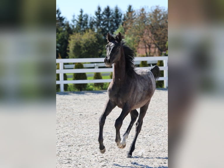 Oldenburger Springpferd Hengst 1 Jahr 143 cm in Kolobrzeg