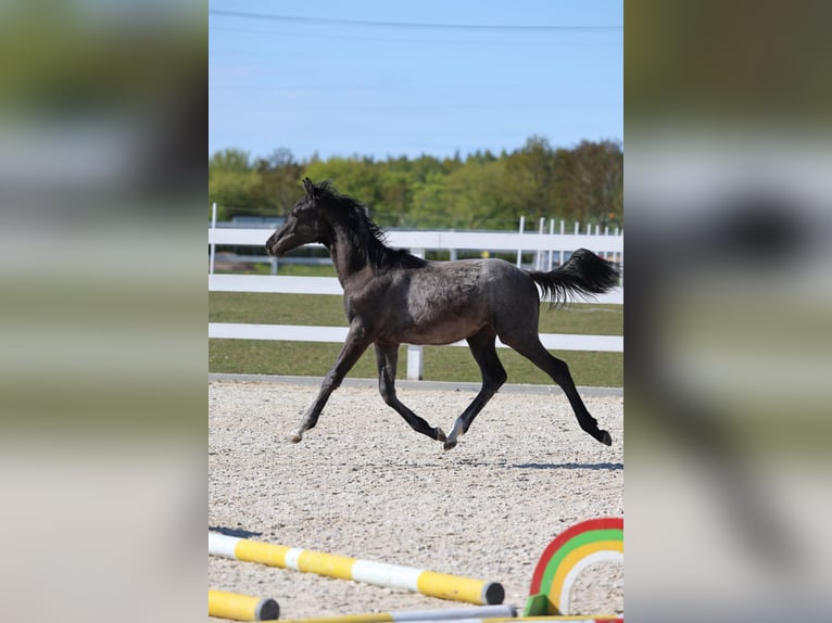 Oldenburger Springpferd Hengst 1 Jahr 143 cm in Kolobrzeg