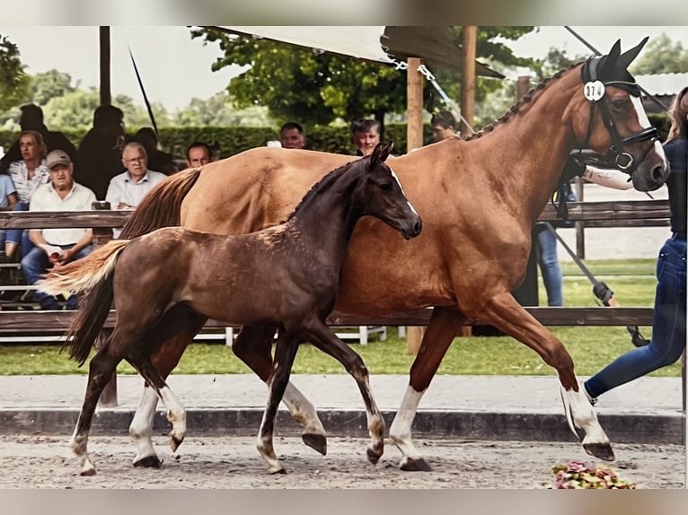 Oldenburger Springpferd Hengst 1 Jahr 150 cm Dunkelfuchs in Hüven