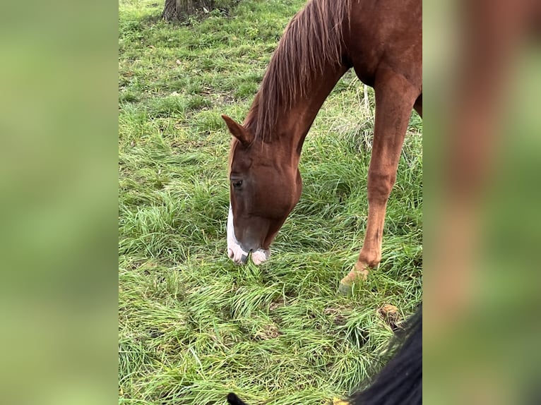 Oldenburger Springpferd Hengst 1 Jahr 154 cm Fuchs in Niddatal