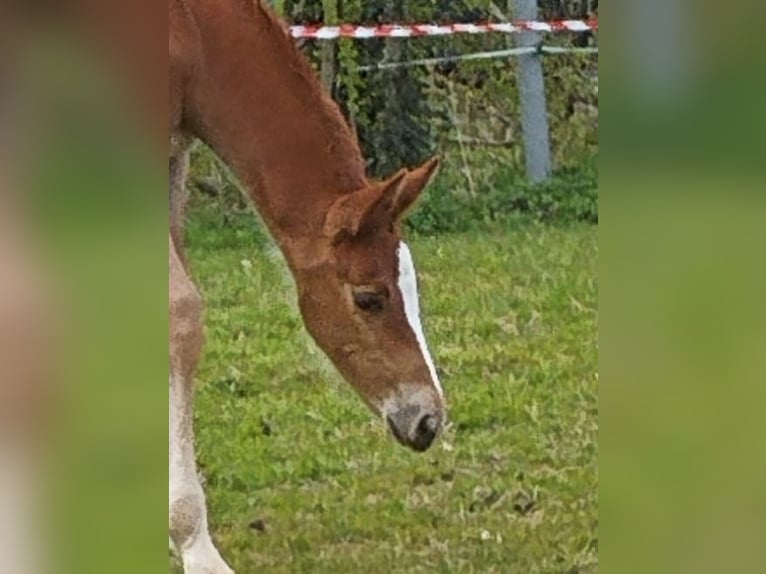 Oldenburger Springpferd Hengst 1 Jahr 165 cm Fuchs in Wilhelmshaven
