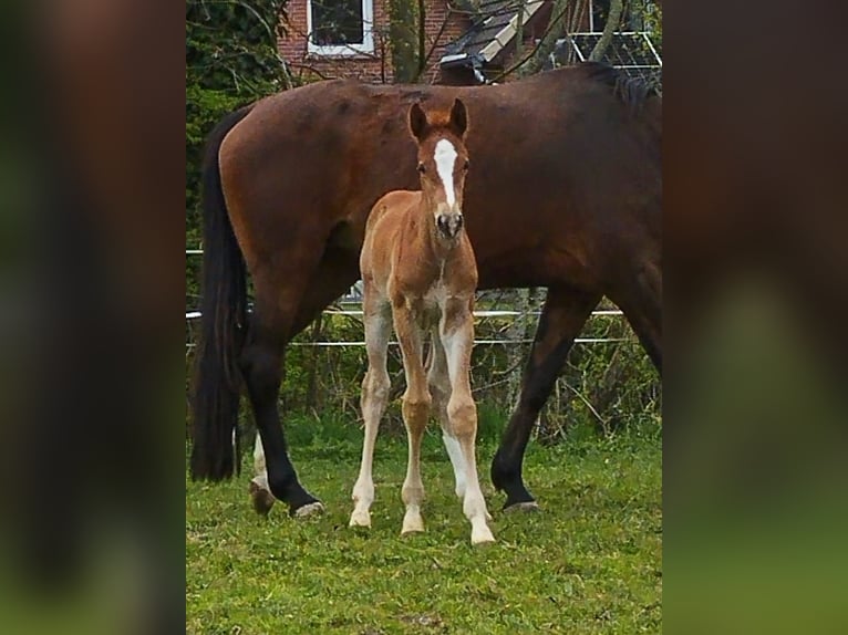 Oldenburger Springpferd Hengst 1 Jahr 165 cm Fuchs in Wilhelmshaven