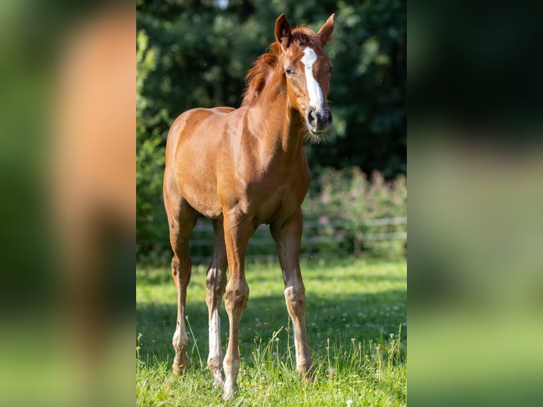 Oldenburger Springpferd Hengst 1 Jahr 168 cm Fuchs in Marktl