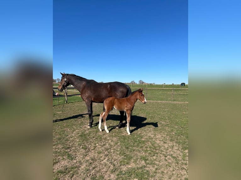 Oldenburger Springpferd Hengst 1 Jahr 170 cm Brauner in Bramsche