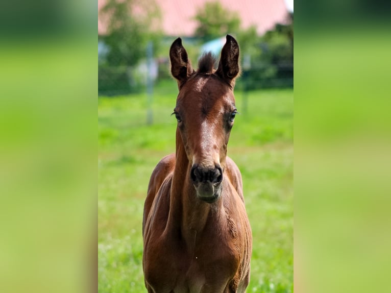 Oldenburger Springpferd Hengst 1 Jahr 170 cm Brauner in Groß Roge