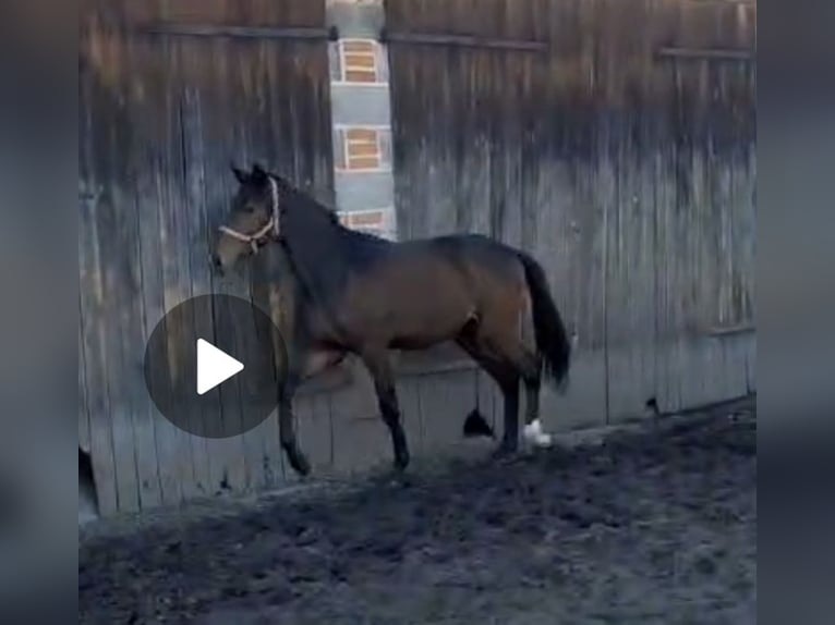 Oldenburger Springpferd Hengst 1 Jahr 170 cm Dunkelbrauner in Głowno