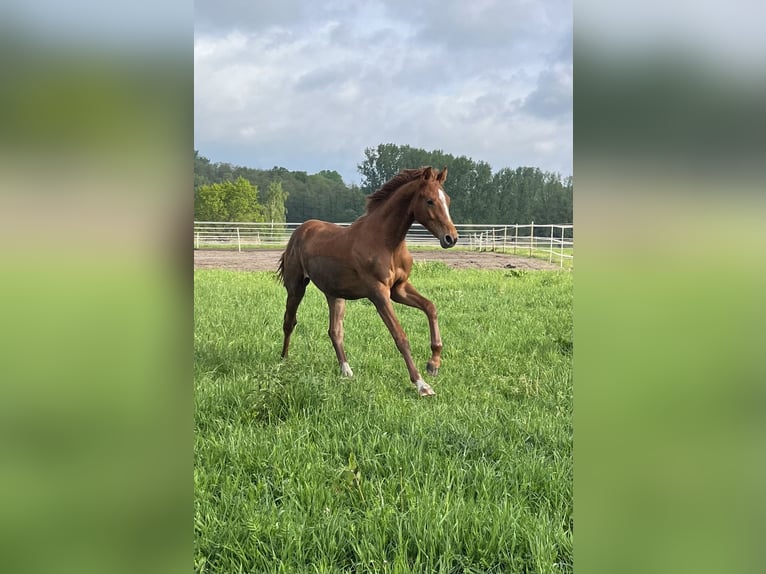 Oldenburger Springpferd Hengst 1 Jahr 170 cm Dunkelfuchs in Bassum