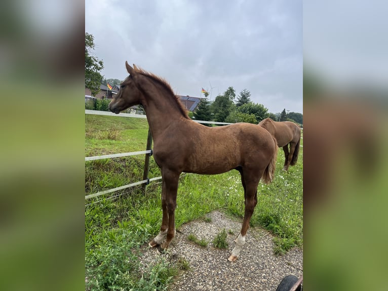 Oldenburger Springpferd Hengst 1 Jahr 170 cm Dunkelfuchs in Bassum