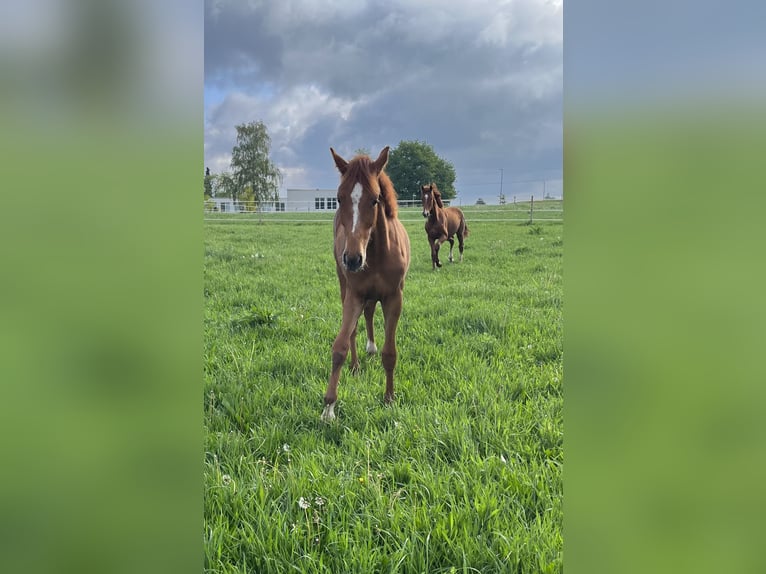 Oldenburger Springpferd Hengst 1 Jahr 170 cm Dunkelfuchs in Bassum