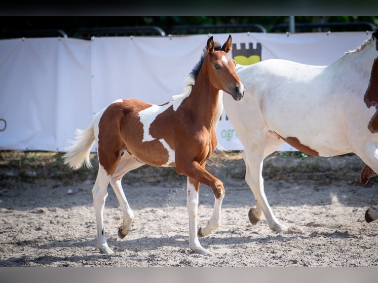 Oldenburger Springpferd Hengst 1 Jahr 170 cm Tobiano-alle-Farben in Dojazdów