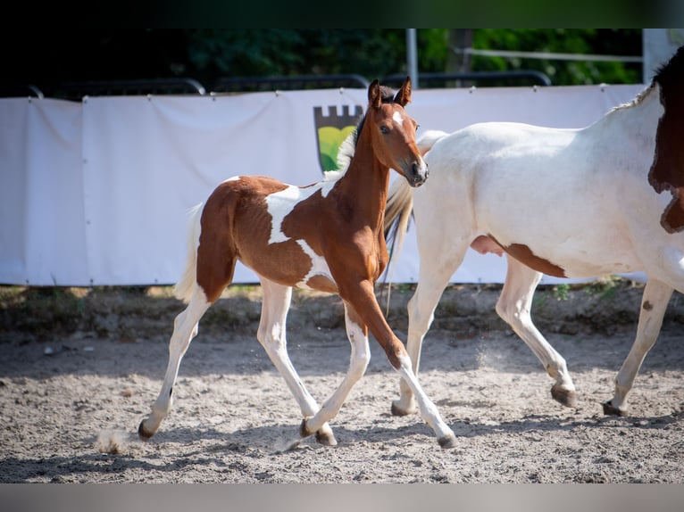 Oldenburger Springpferd Hengst 1 Jahr 170 cm Tobiano-alle-Farben in Dojazdów