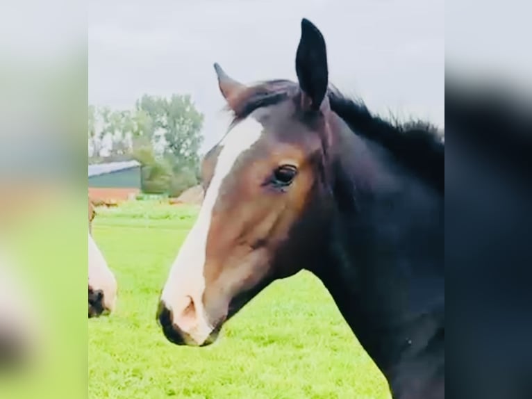 Oldenburger Springpferd Hengst 1 Jahr 172 cm Dunkelbrauner in Lohne (Oldenburg)Lohne