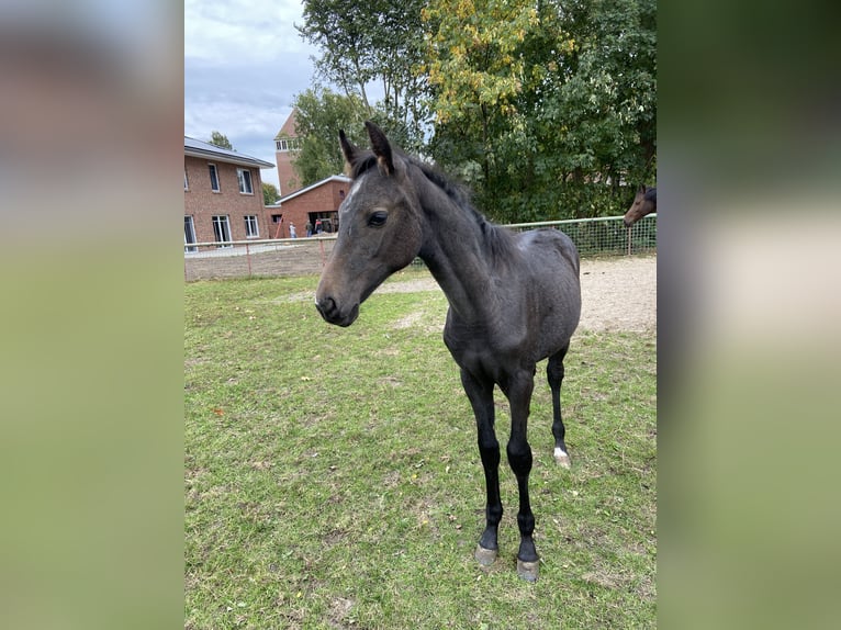 Oldenburger Springpferd Hengst 1 Jahr 172 cm Kann Schimmel werden in Peheim