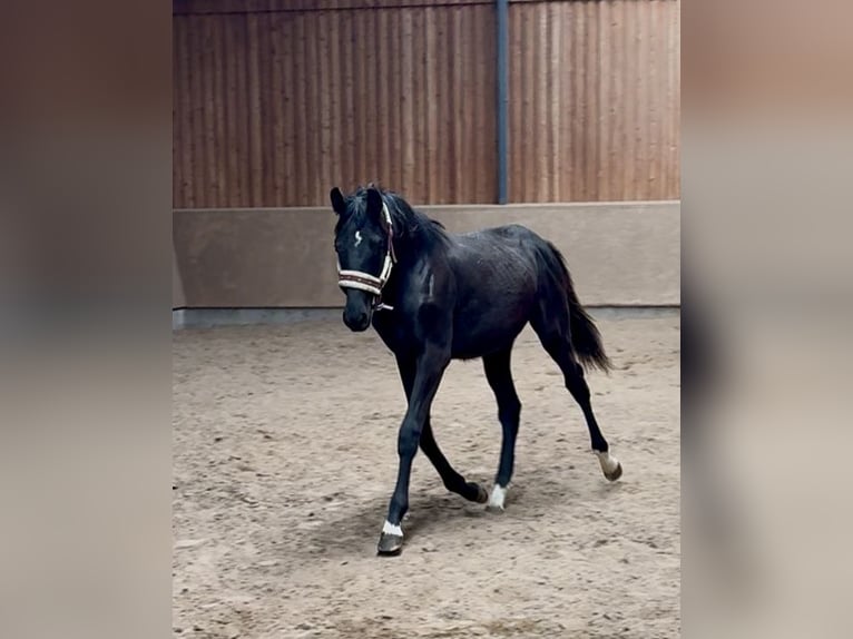 Oldenburger Springpferd Hengst 1 Jahr 173 cm Rappe in Hermannsburg