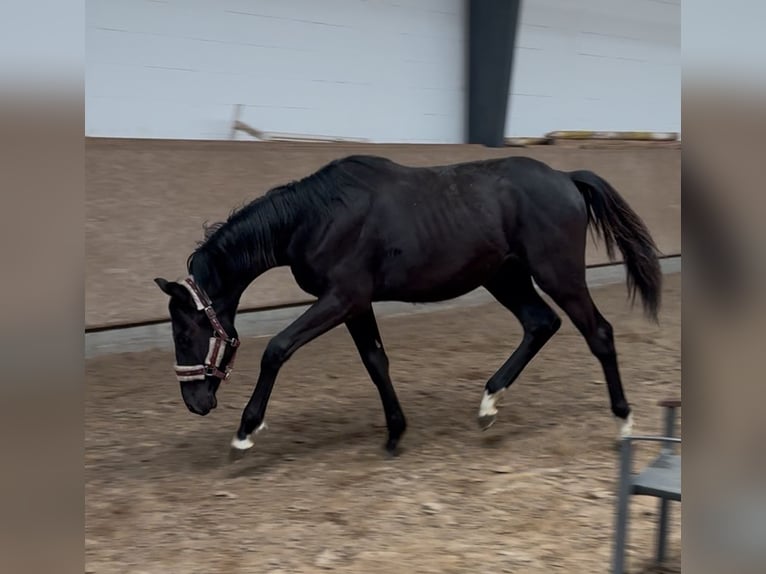Oldenburger Springpferd Hengst 1 Jahr 173 cm Rappe in Hermannsburg