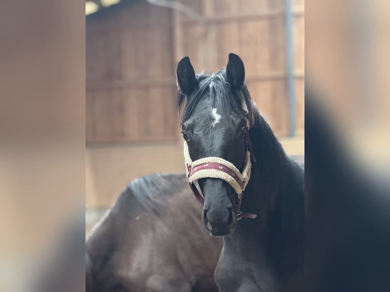 Oldenburger Springpferd Hengst 1 Jahr 173 cm Rappe in Hermannsburg
