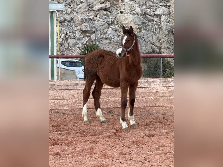 Oldenburger Springpferd Hengst 1 Jahr Brauner in Fuendetodos