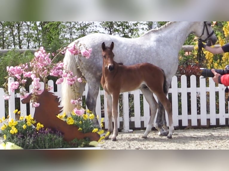 Oldenburger Springpferd Hengst 1 Jahr Brauner in Cloppenburg