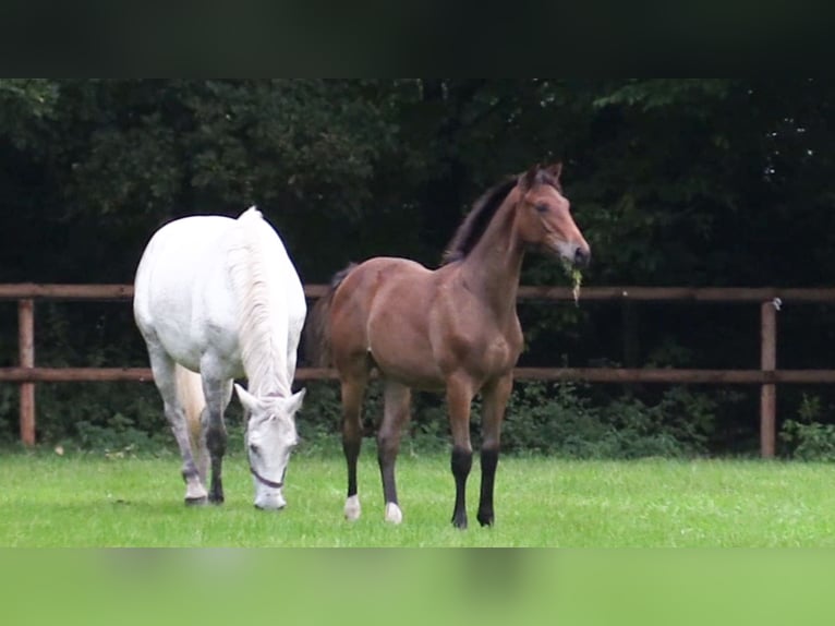 Oldenburger Springpferd Hengst 1 Jahr Brauner in Cloppenburg