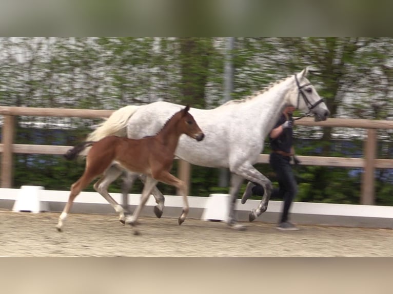 Oldenburger Springpferd Hengst 1 Jahr Brauner in Cloppenburg