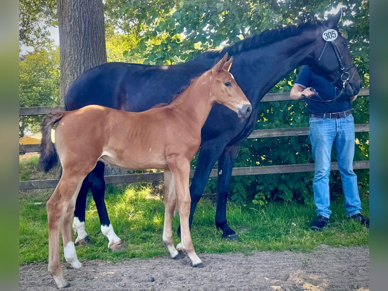 Oldenburger Springpferd Hengst 1 Jahr Brauner in Löningen