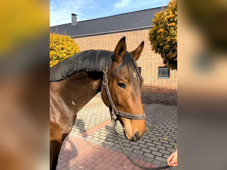 Oldenburger Springpferd Hengst 1 Jahr Brauner in Z&#xFC;lpich
