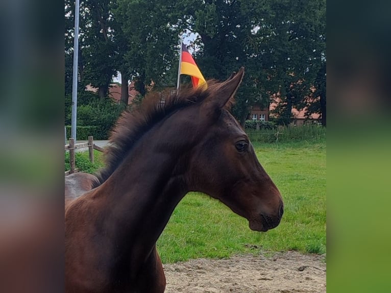 Oldenburger Springpferd Hengst 1 Jahr Dunkelbrauner in Cloppenburg