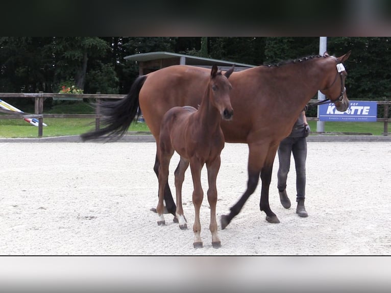 Oldenburger Springpferd Hengst 1 Jahr Dunkelbrauner in Cloppenburg