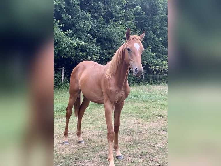 Oldenburger Springpferd Hengst 1 Jahr Fuchs in Dahlenburg