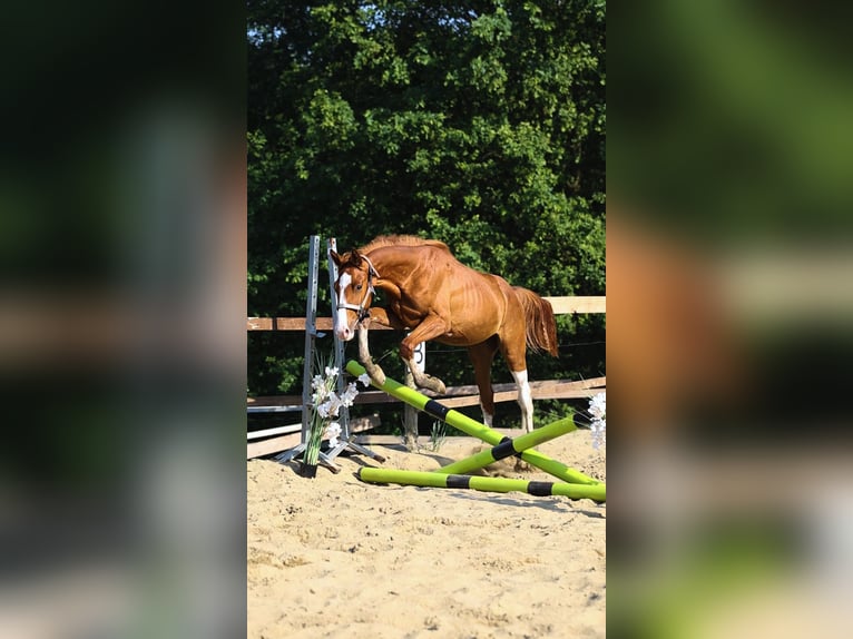 Oldenburger Springpferd Hengst 1 Jahr Fuchs in Sdek