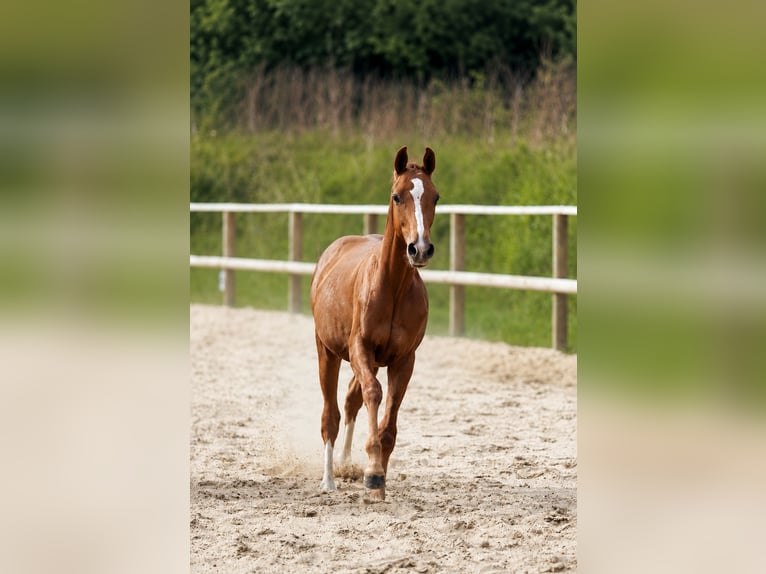 Oldenburger Springpferd Hengst 1 Jahr Fuchs in Handewitt